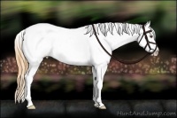 Horse Color:White Spotted Buckskin Dun Splash Near Leopard 