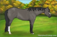 Horse Color:Grullo 