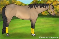 Horse Color:Buckskin Dun 
