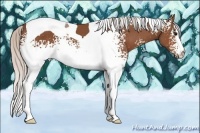 Horse Color:White Spotted Silver Bay Tobiano