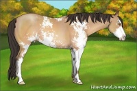 Horse Color:Sable Champagne Sabino