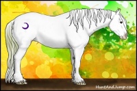 Horse Color:Watercolor Buckskin Appaloosa 