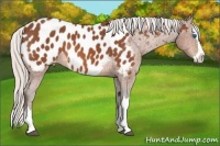 Horse Color:Silver Bay Splash Appaloosa 