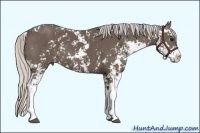 Horse Color:Silver Black Sabino