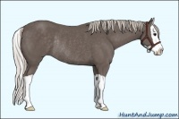 Horse Color:Silver Black Splash Rabicano 