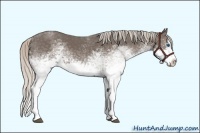 Horse Color:White Spotted Silver Black Splash Rabicano 