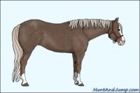Horse Color:Silver Black Sabino Splash 