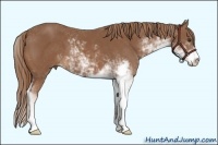 Horse Color:Chestnut Sabino 
