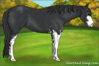 Horse Color:Black Sabino 