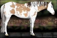 Horse Color:White Spotted Amber Champagne Sabino Splash 