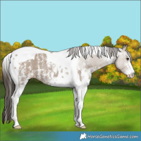 Horse Color:Classic Champagne Sabino Tobiano 