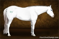 Horse Color:Bay Dun Sabino Splash Appaloosa 