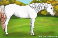 Horse Color:Bay Dun Appaloosa 