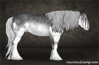 Horse Color:Silver Brown Chinchilla Splash