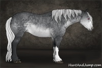 Horse Color:Silver Brown Chinchilla 