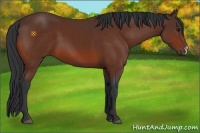 Horse Color:Bay 