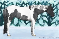 Horse Color:Blue Roan Tobiano Rabicano