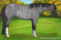 Horse Color:Blue Roan Rabicano