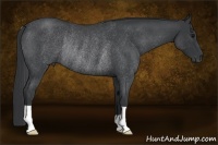 Horse Color:Blue Roan Rabicano