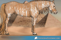 Horse Color:White Spotted Liver Red Dun Mushroom Splash  Brindle