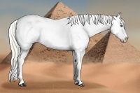 Horse Color:White Spotted Liver Red Dun Mushroom Near Leopard Rabicano