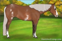Horse Color:White Spotted Silver Bay Splash
