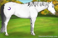 Horse Color:White Spotted Bay Splash 