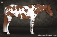 Horse Color:White Spotted Chestnut 