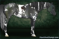 Horse Color:White Spotted Black