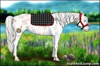 Horse Color:Palomino Pearl Splash Appaloosa Rabicano