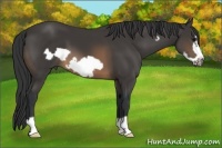 Horse Color:Buckskin Frame 