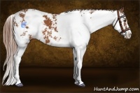 Horse Color:Chestnut Sabino