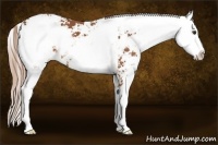 Horse Color:Chestnut Sabino 