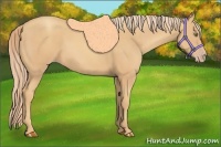 Horse Color:Gold Champagne