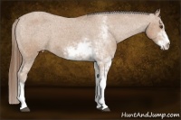 Horse Color:Buckskin Sabino Appaloosa