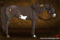 Horse Color:Liver Chestnut Frame 