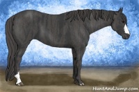 Horse Color:Black  Brindle