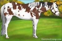 Horse Color:White Spotted Bay Splash