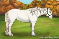 Horse Color:Perlino Roan Dun 