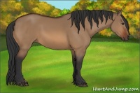 Horse Color:Bay Dun