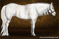 Horse Color:Chocolate Palomino Pearl Sabino Appaloosa Rabicano  Brindle