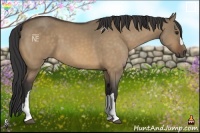 Horse Color:Buckskin Dun 
