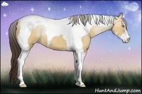 Horse Color:Amber Champagne Dun Sabino Tobiano 