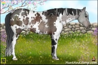 Horse Color:White Spotted Bay Rabicano