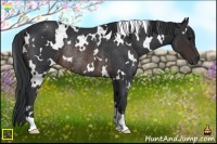 Horse Color:White Spotted Brown Rabicano 