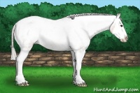Horse Color:White Spotted Silver Brown Splash Appaloosa 