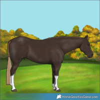 Horse Color:Liver Chestnut Tobiano 
