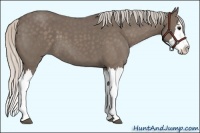 Horse Color:Silver Blue Roan Splash