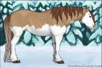 Horse Color:Red Dun Splash  Brindle
