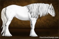 Horse Color:Palomino Splash Tobiano